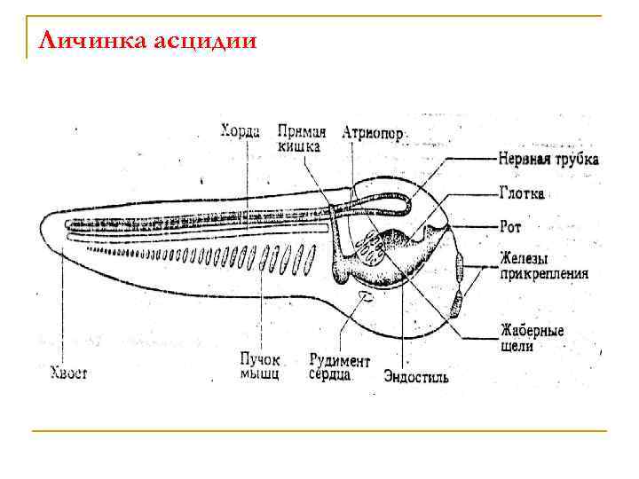 Строение асцидии схема