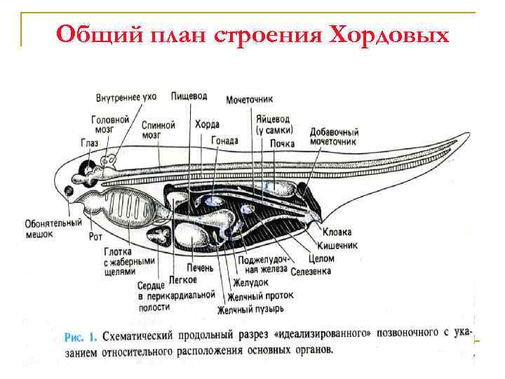 Общий план строения хордовых расположив их внутренние органы в верной последовательности