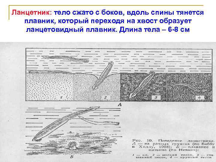 Ланцетник: тело сжато с боков, вдоль спины тянется плавник, который переходя на хвост образует