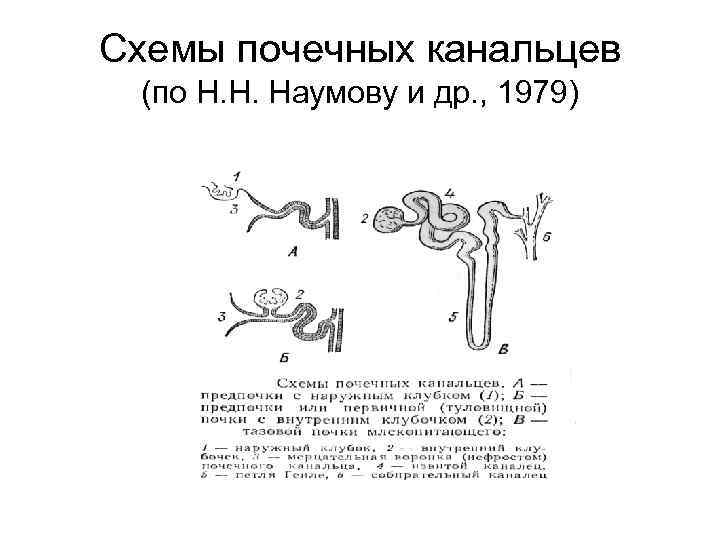 Схемы почечных канальцев (по Н. Н. Наумову и др. , 1979) 