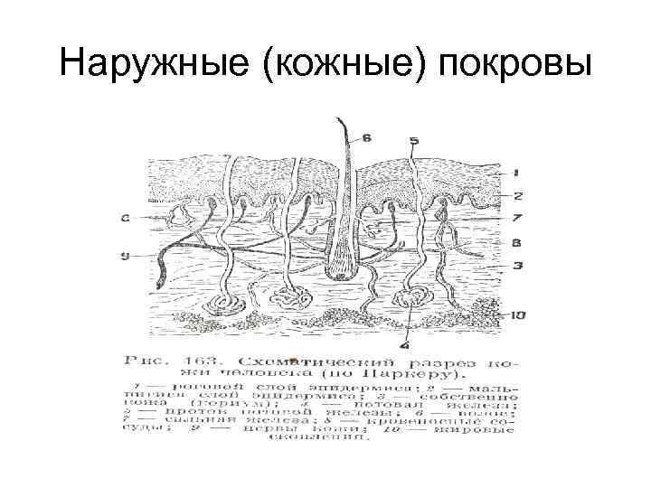 Наружные (кожные) покровы 