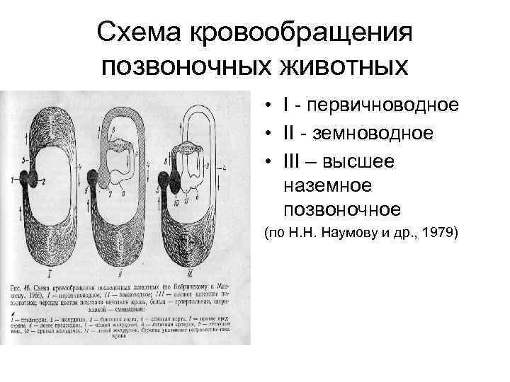 Схема кровообращения позвоночных животных • I - первичноводное • II - земноводное • III