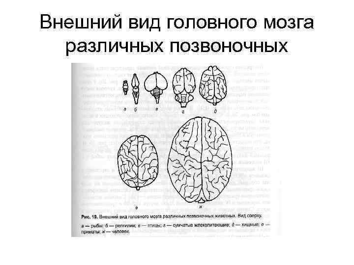 Внешний вид головного мозга различных позвоночных 