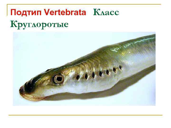 Подтип Vertebrata Класс Круглоротые 