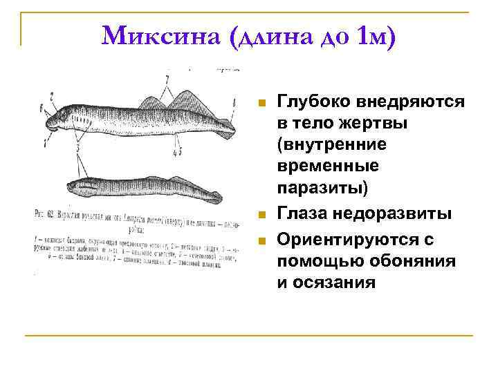 Миксина (длина до 1 м) n n n Глубоко внедряются в тело жертвы (внутренние