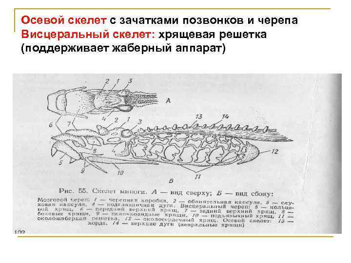 Осевой скелет с зачатками позвонков и черепа Висцеральный скелет: хрящевая решетка (поддерживает жаберный аппарат)