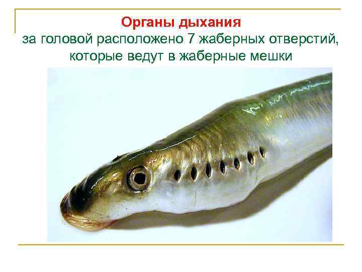 Органы дыхания за головой расположено 7 жаберных отверстий, которые ведут в жаберные мешки 