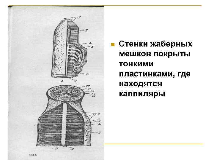 n Стенки жаберных мешков покрыты тонкими пластинками, где находятся каппиляры 