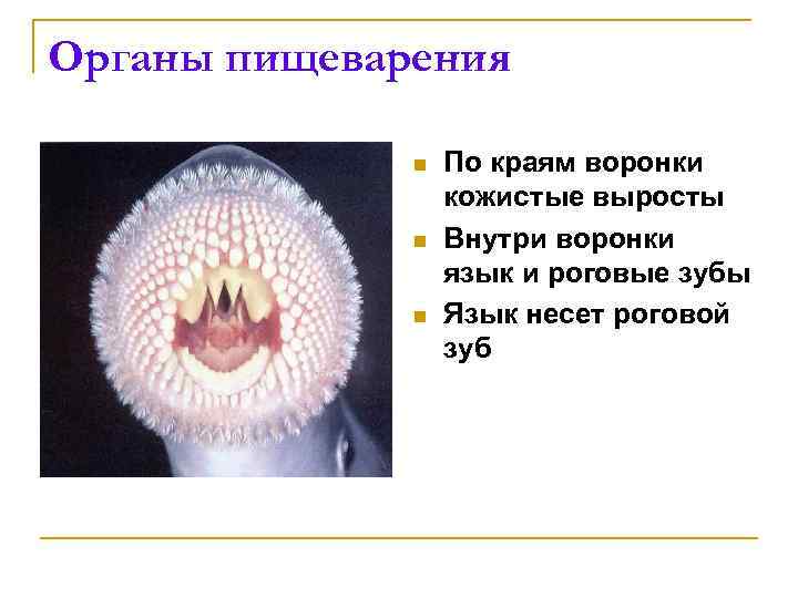 Органы пищеварения n n n По краям воронки кожистые выросты Внутри воронки язык и