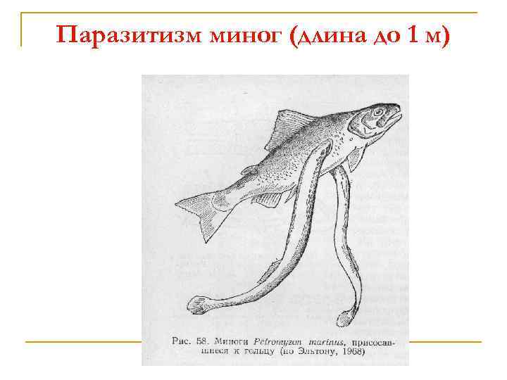 Паразитизм миног (длина до 1 м) 