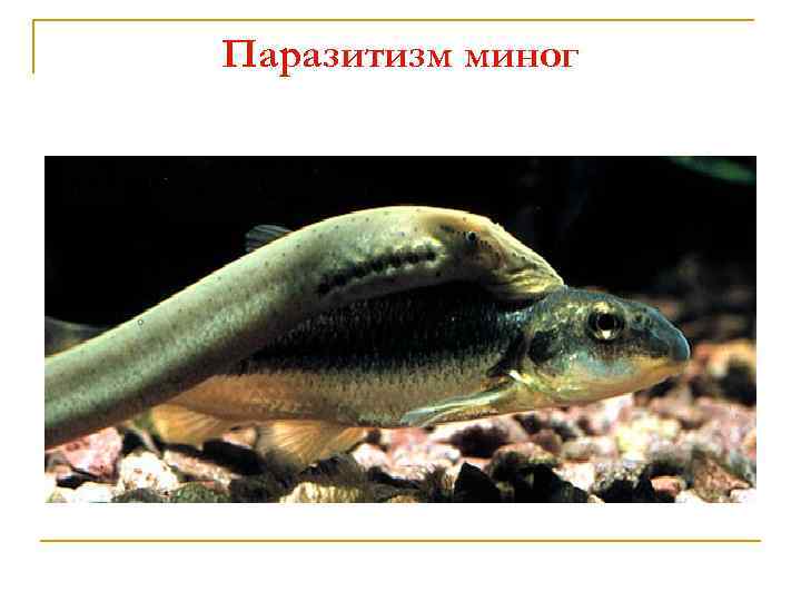 Паразитизм миног 