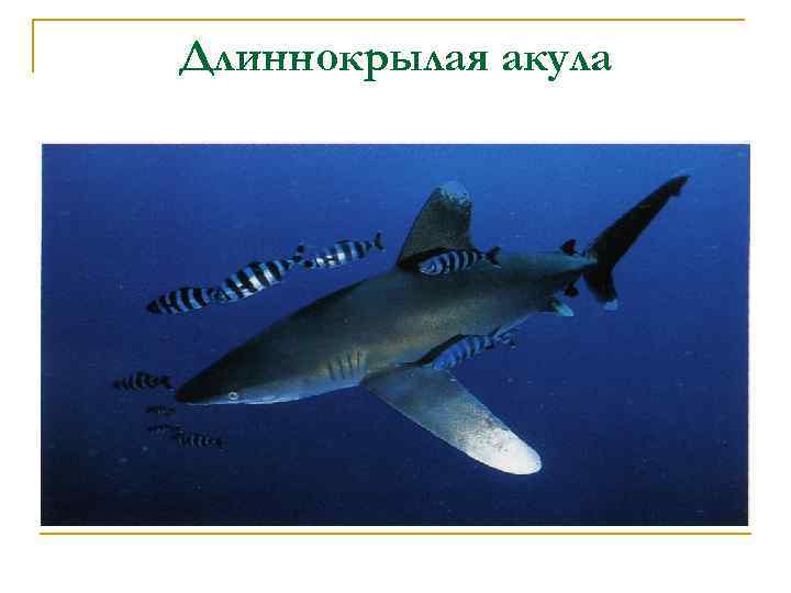 Длиннокрылая акула 