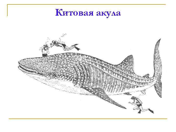 Китовая акула 
