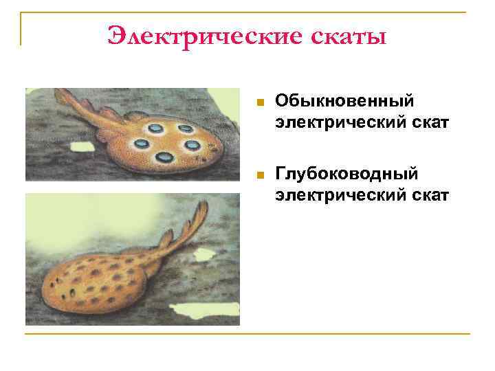 Электрические скаты n Обыкновенный электрический скат n Глубоководный электрический скат 