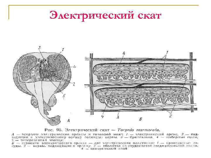 Строение ската схема