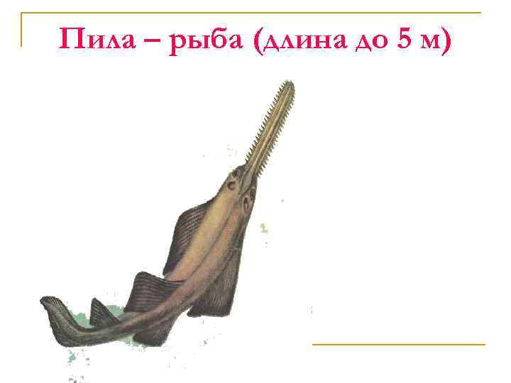 Пила – рыба (длина до 5 м) 