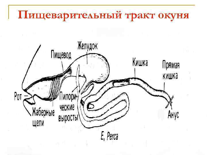 Пищеварительный тракт окуня 