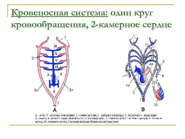 Кровеносная система: один круг кровообращения, 2 -камерное сердце 