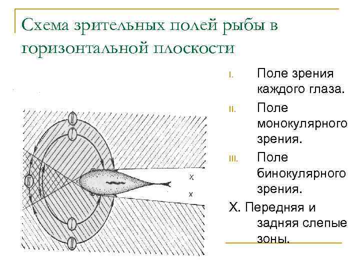 Схема зрительных полей рыбы в горизонтальной плоскости Поле зрения каждого глаза. II. Поле монокулярного