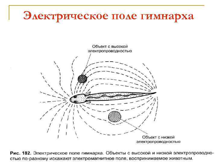 Электрическое поле гимнарха 