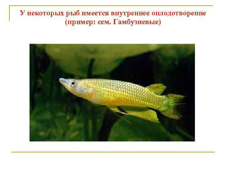 У некоторых рыб имеется внутреннее оплодотворение (пример: сем. Гамбузиевые) 