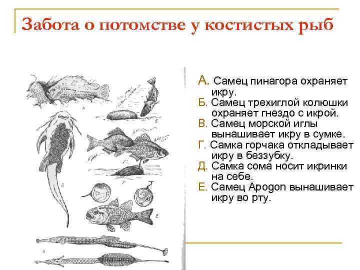 Забота о потомстве у костистых рыб А. Самец пинагора охраняет икру. Б. Самец трехиглой