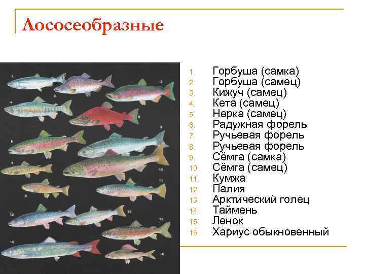 Лососеобразные 1. 2. 3. 4. 5. 6. 7. 8. 9. 10. 11. 12. 13.