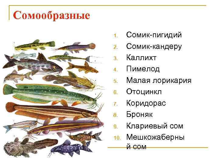 Сомообразные 1. 2. 3. 4. 5. 6. 7. 8. 9. 10. Сомик-пигидий Сомик-кандеру Каллихт