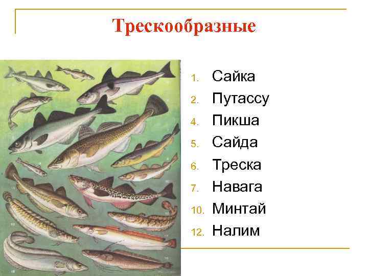 Трескообразные 1. 2. 4. 5. 6. 7. 10. 12. Сайка Путассу Пикша Сайда Треска
