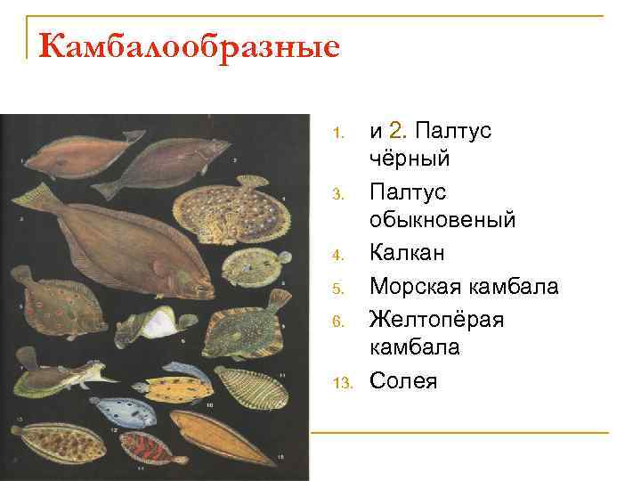 Камбалообразные 1. 3. 4. 5. 6. 13. и 2. Палтус чёрный Палтус обыкновеный Калкан