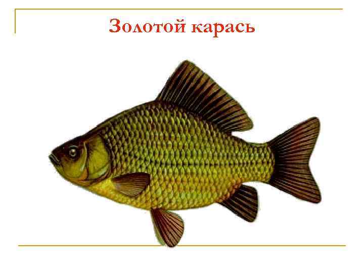 Золотой карась 
