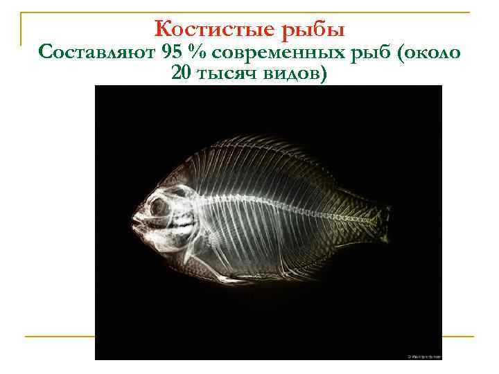 Костистые рыбы Составляют 95 % современных рыб (около 20 тысяч видов) 