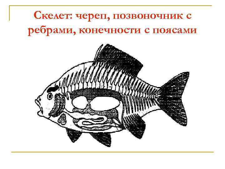 Скелет: череп, позвоночник с ребрами, конечности с поясами 