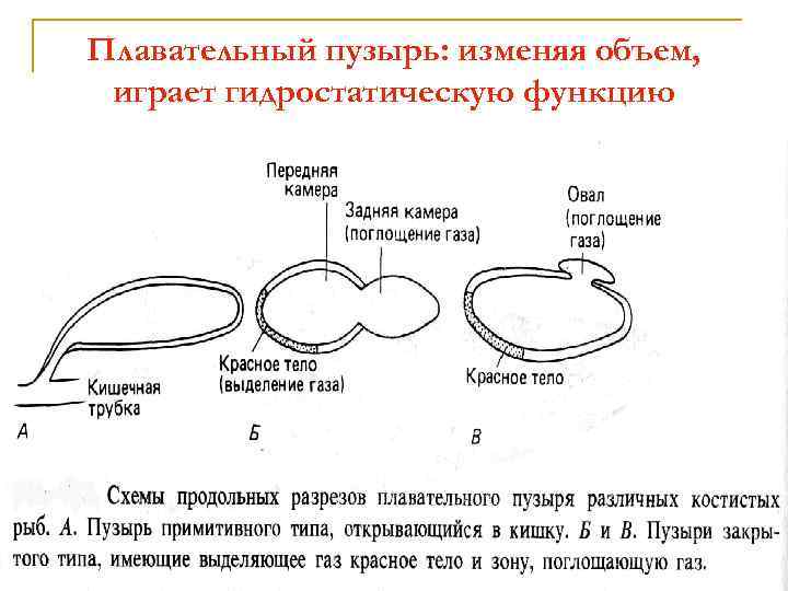 Плавательный пузырь: изменяя объем, играет гидростатическую функцию 