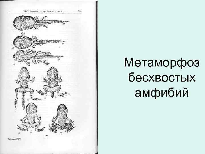 Метаморфоз бесхвостых амфибий 