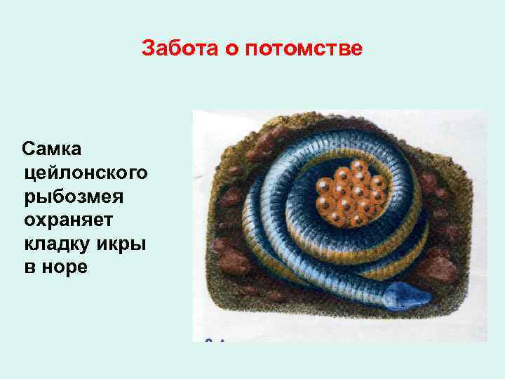 Забота о потомстве Самка цейлонского рыбозмея охраняет кладку икры в норе 