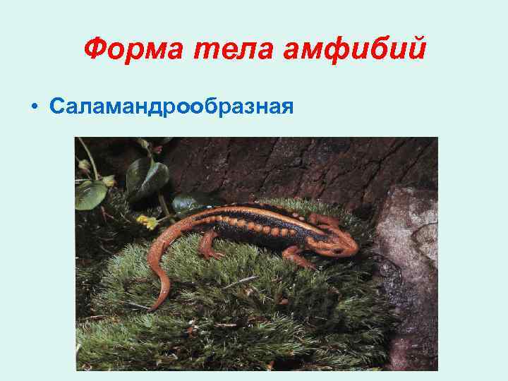 Форма тела амфибий • Саламандрообразная 