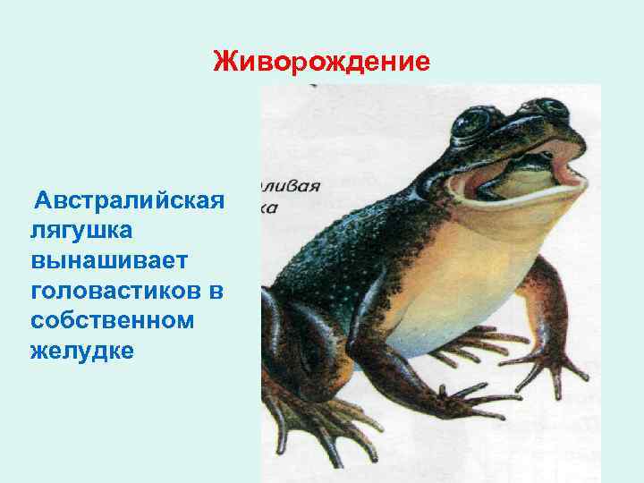 Симметрия тела земноводных и пресмыкающихся. Земноводные форма тела. Живородящая жаба. Лягушка вынашивает головастиков в желудке.