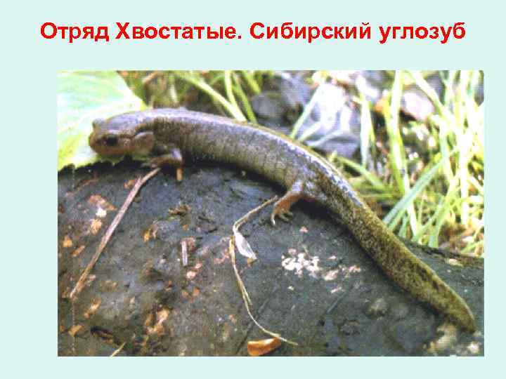 Отряд Хвостатые. Сибирский углозуб 