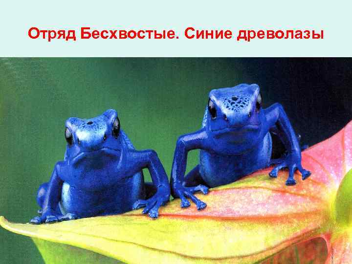 Отряд Бесхвостые. Синие древолазы 