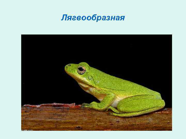 Лягвообразная 