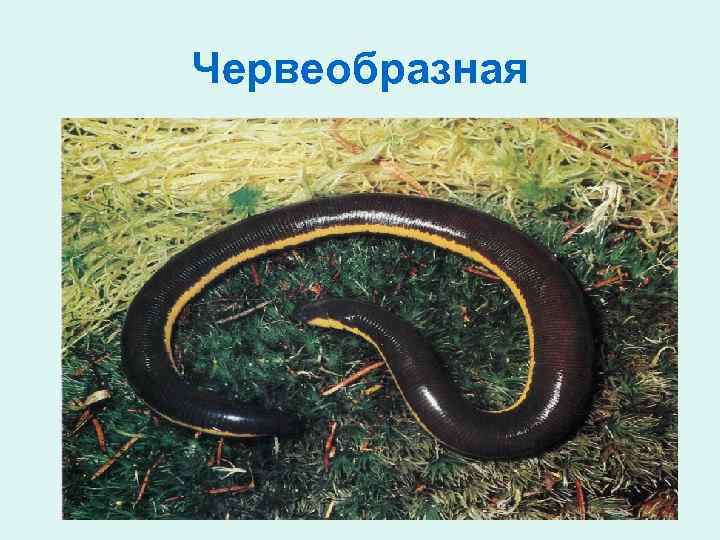 Червеобразная 