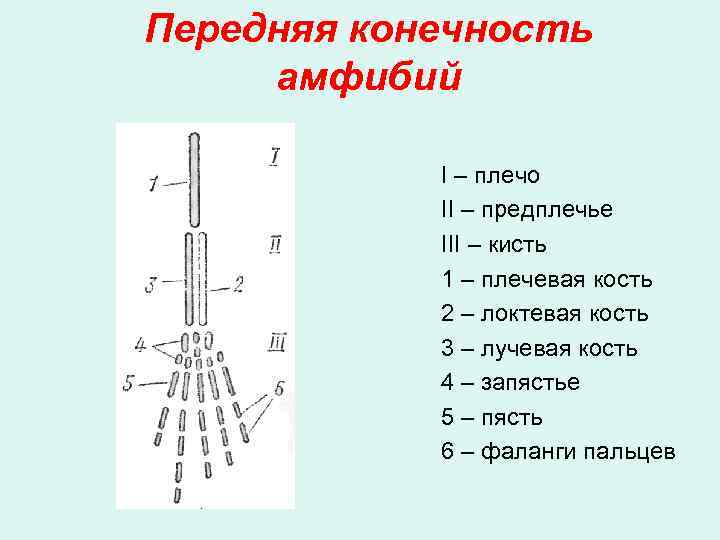 Передняя конечность амфибий I – плечо II – предплечье III – кисть 1 –