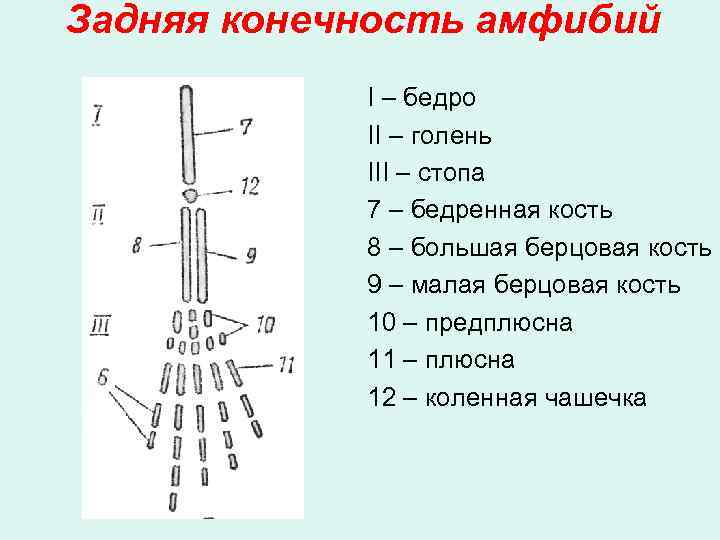 Задняя конечность амфибий I – бедро II – голень III – стопа 7 –