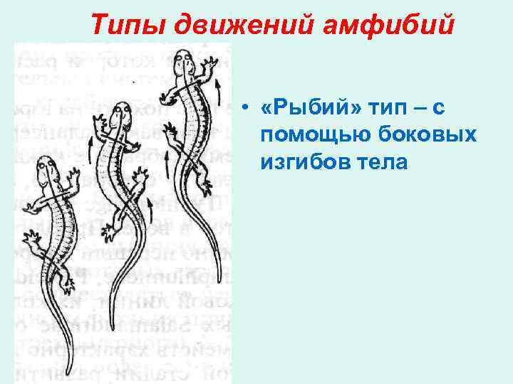 Типы движений амфибий • «Рыбий» тип – с помощью боковых изгибов тела 