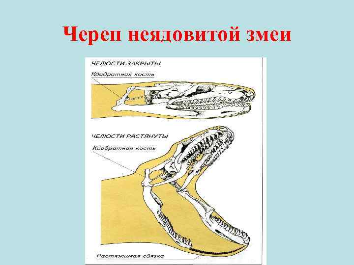 Череп неядовитой змеи 