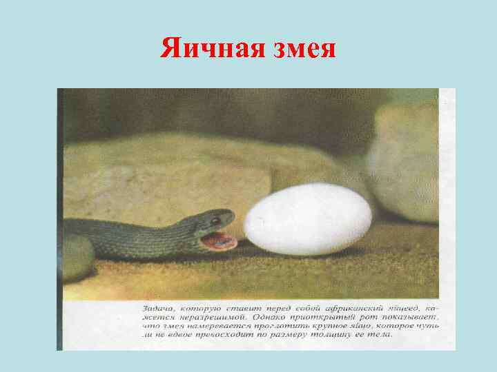 Яичная змея 