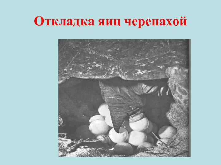 Откладка яиц черепахой 