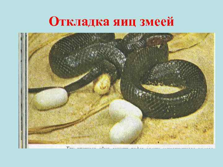 Откладка яиц змеей 