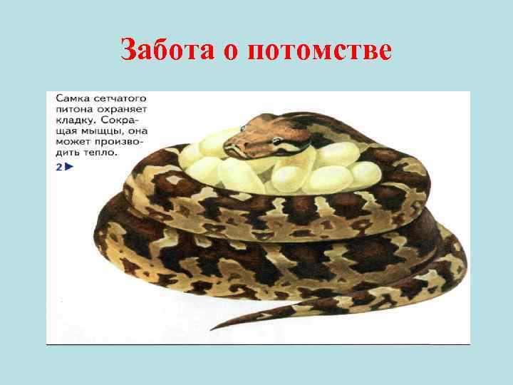 Забота о потомстве 